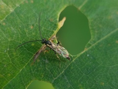 Ichneumonidae