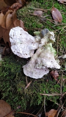 Calcipostia guttulata