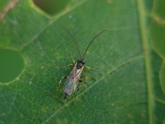 Ichneumonidae