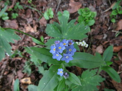 Myosotis sylvatica