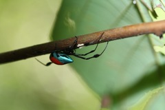 Leucauge sarawakensis