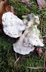 Calcipostia guttulata