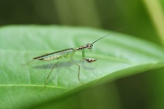 Hapalopeza tigrina