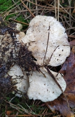 Calcipostia guttulata