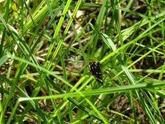 Callimorpha dominula