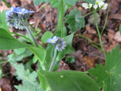 Myosotis sylvatica