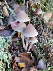 Psathyrella longipes