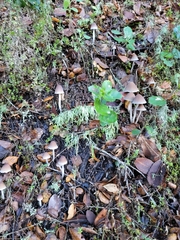 Psathyrella longipes