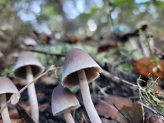 Psathyrella longipes