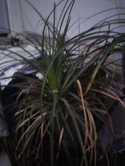 Beaucarnea recurvata