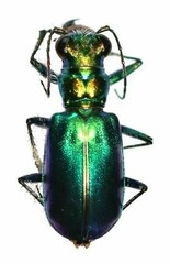 Cicindela pimeriana
