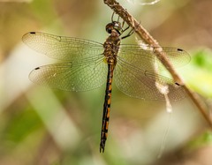 Hemicordulia continentalis