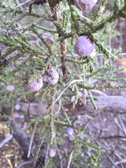 Juniperus arizonica