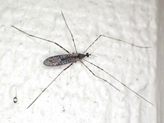 Amphineurus hudsoni