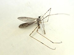 Amphineurus hudsoni