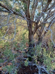 Juniperus arizonica