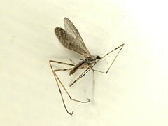 Amphineurus hudsoni