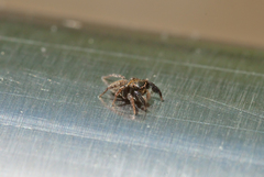 Euophrys