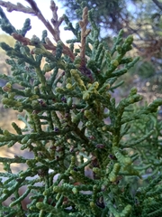 Juniperus arizonica