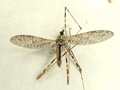 Amphineurus hudsoni