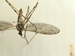 Amphineurus hudsoni