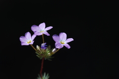 Leptosiphon breviculus