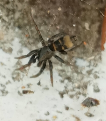 Latonigena auricomis