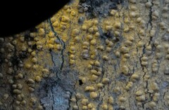 Pertusaria texana