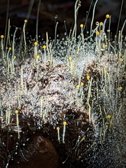 Phycomyces