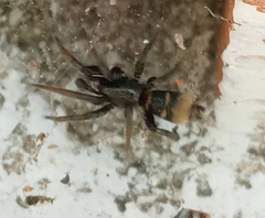 Latonigena auricomis