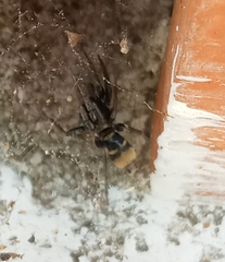 Latonigena auricomis