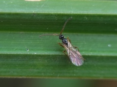 Hymenoptera