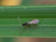 Hymenoptera