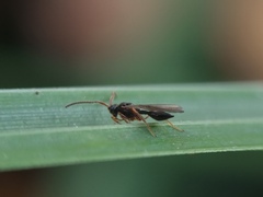 Hymenoptera