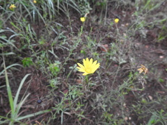 Croptilon hookerianum