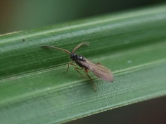 Hymenoptera