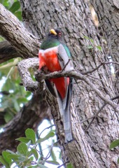 Trogon elegans