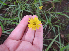 Croptilon hookerianum