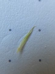 Campylopus introflexus