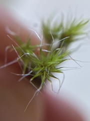 Campylopus introflexus