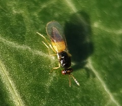 Hymenoptera