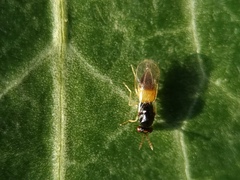 Hymenoptera