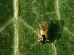 Hymenoptera