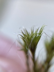 Campylopus introflexus