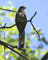 Trogon elegans