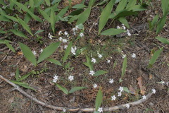 Dianthus arenarius
