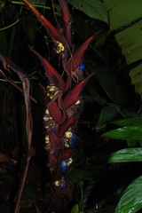 Heliconia