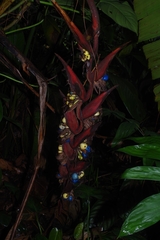 Heliconia