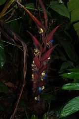 Heliconia