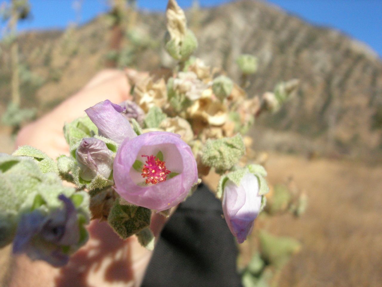 Malacothamnus davidsonii